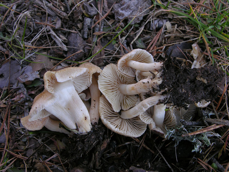 Inocybe sp.